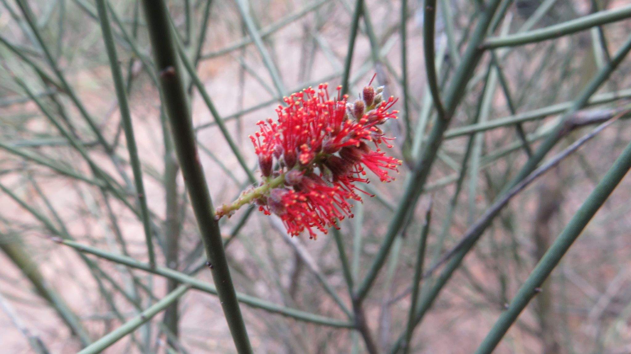 Neltuma sericantha