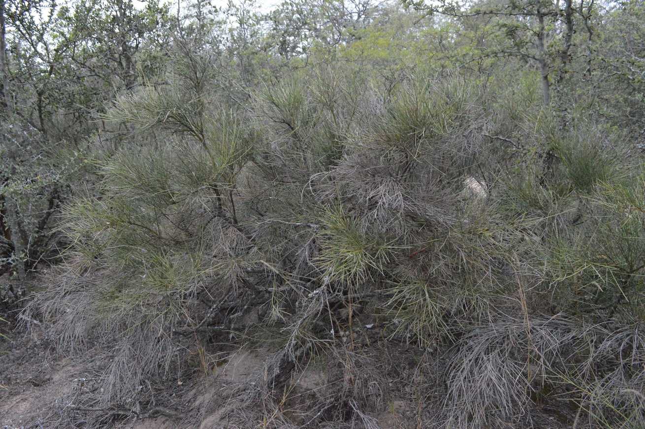 Neltuma sericantha