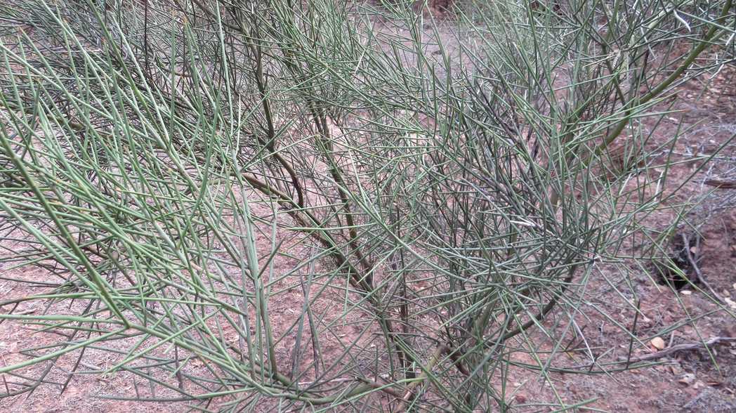 Neltuma sericantha