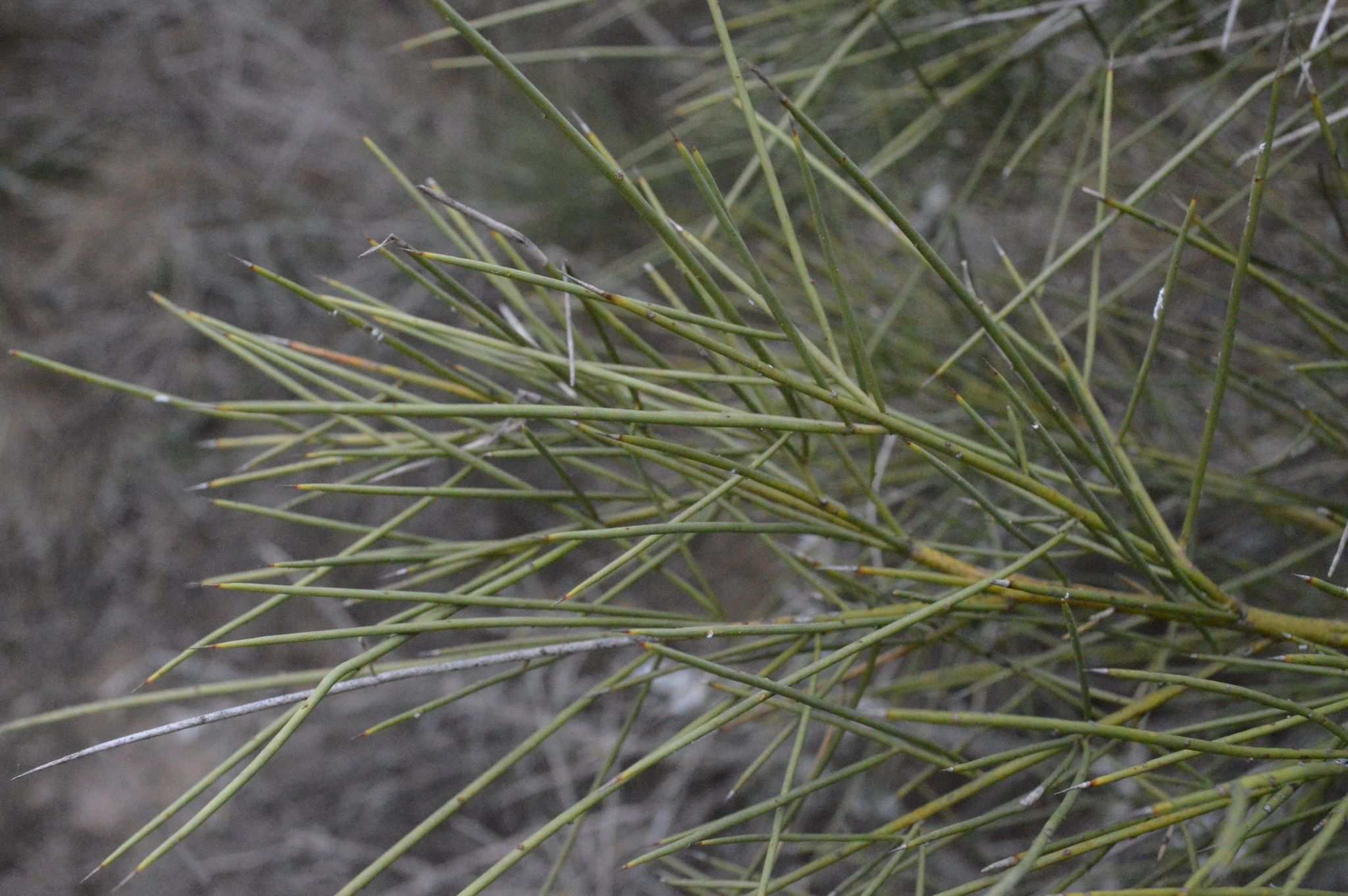 Neltuma sericantha