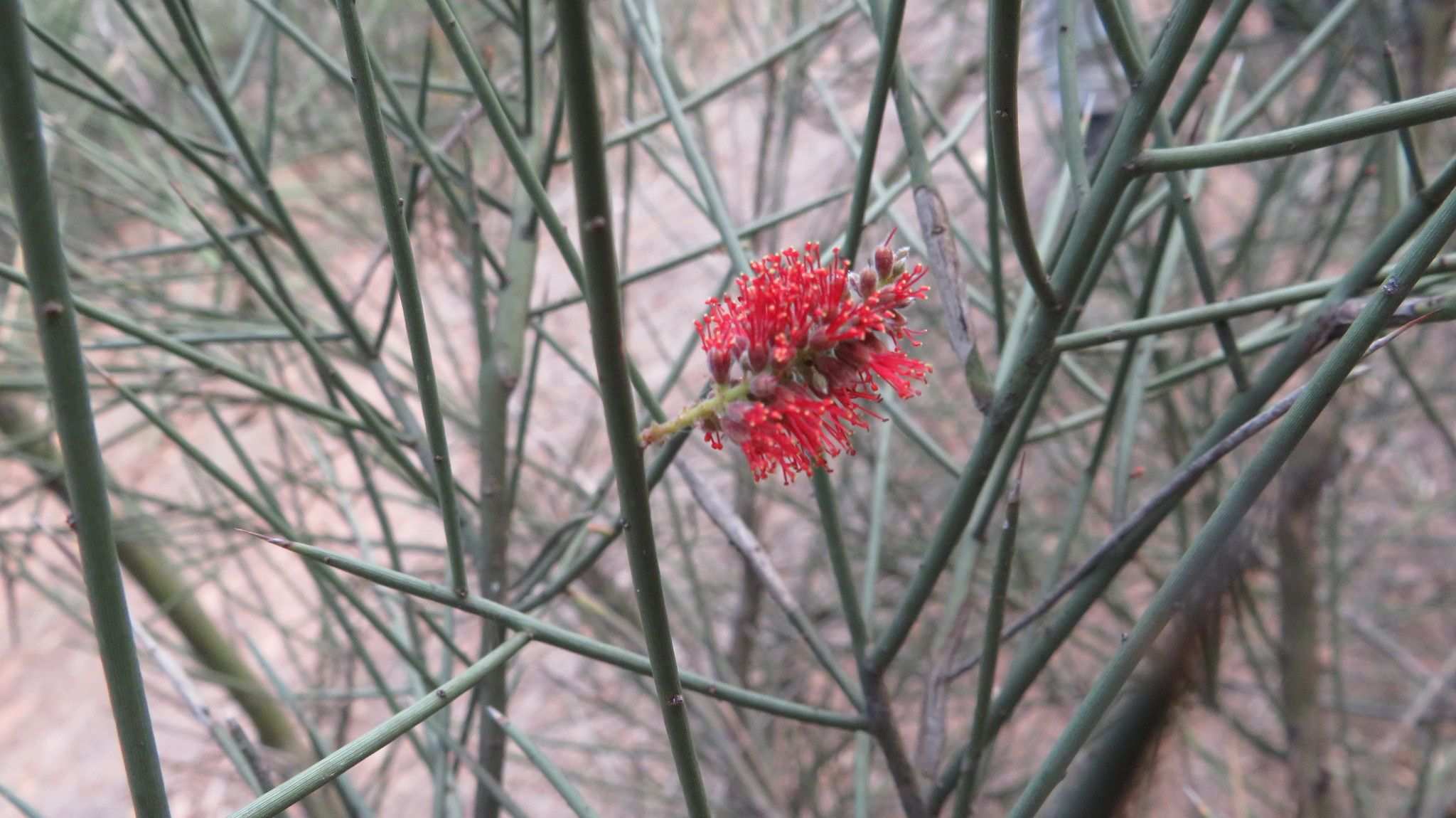 Neltuma sericantha