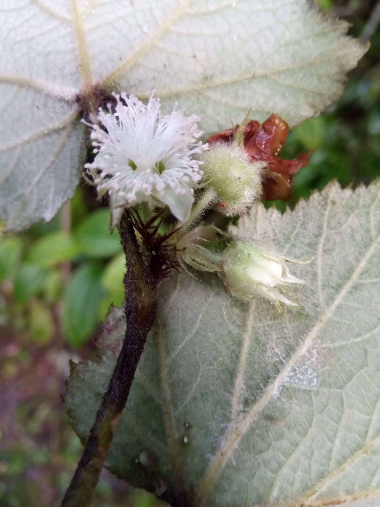 Rubus alceifolius