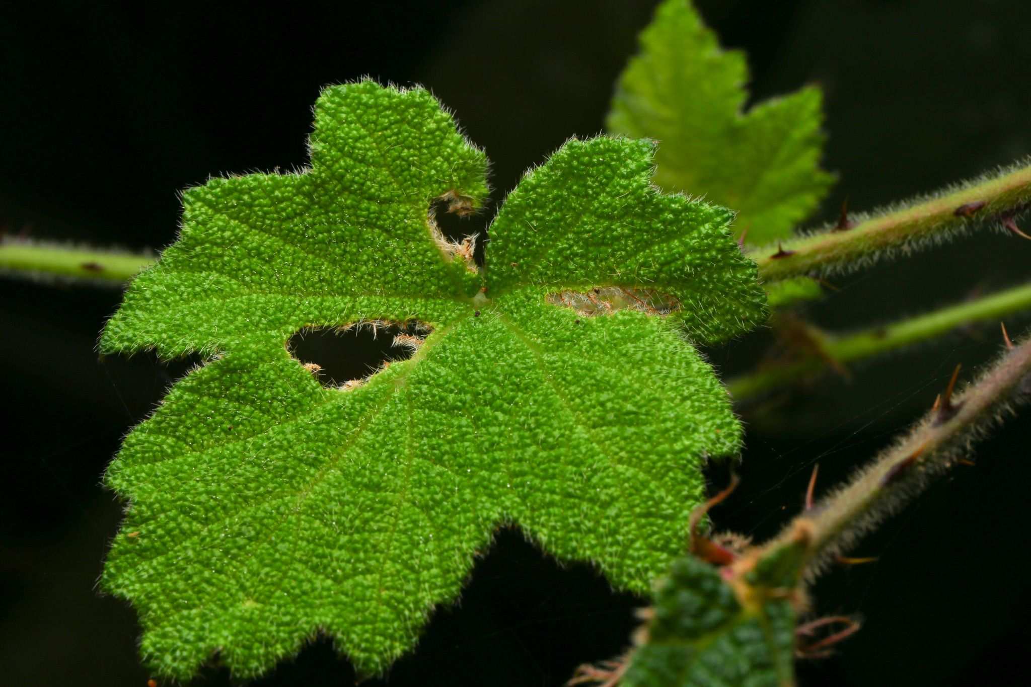 Rubus alceifolius