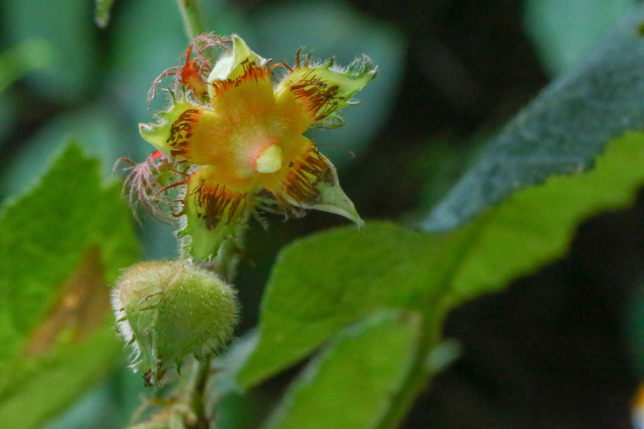 Rubus alceifolius
