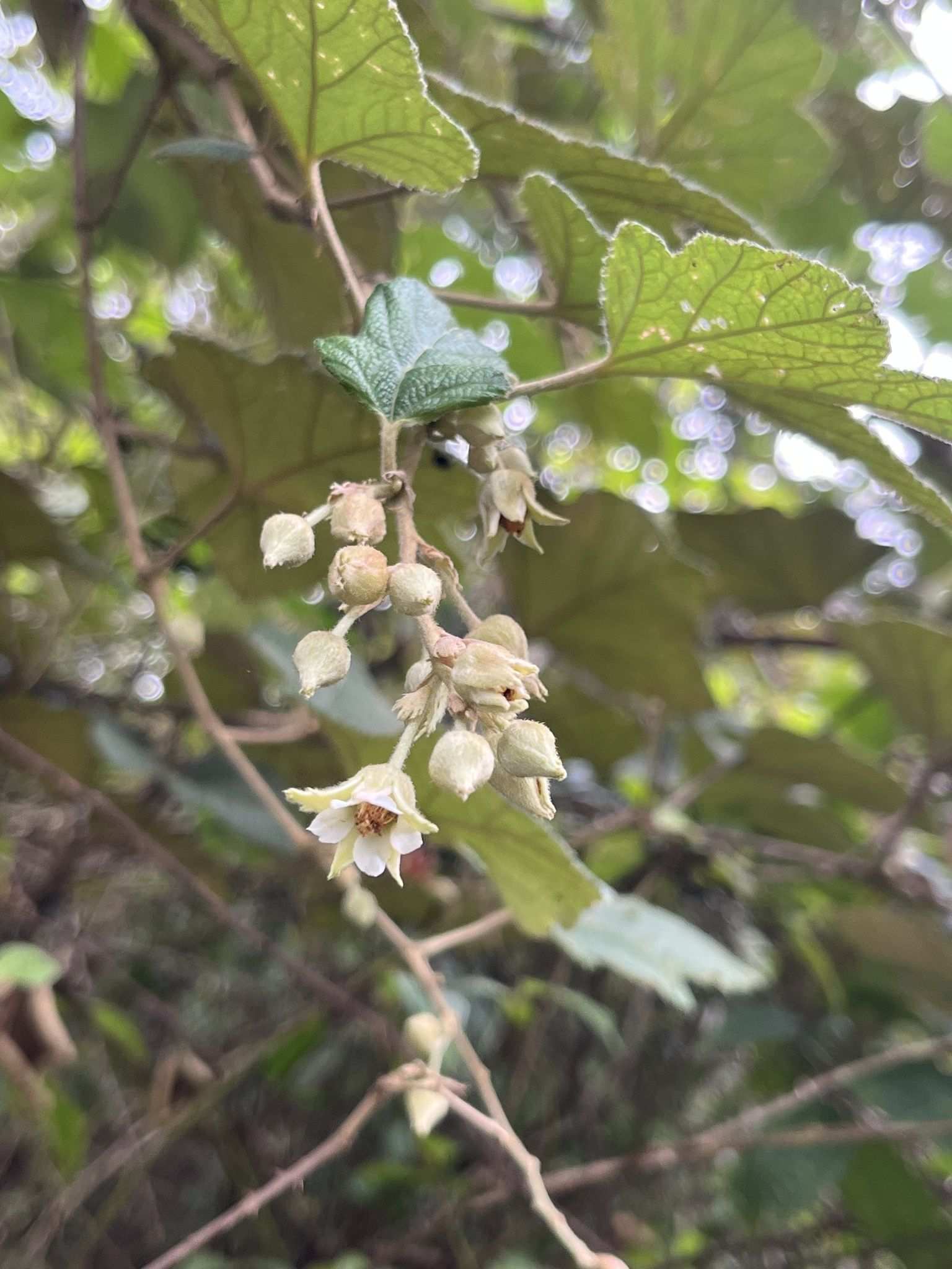 Rubus alceifolius