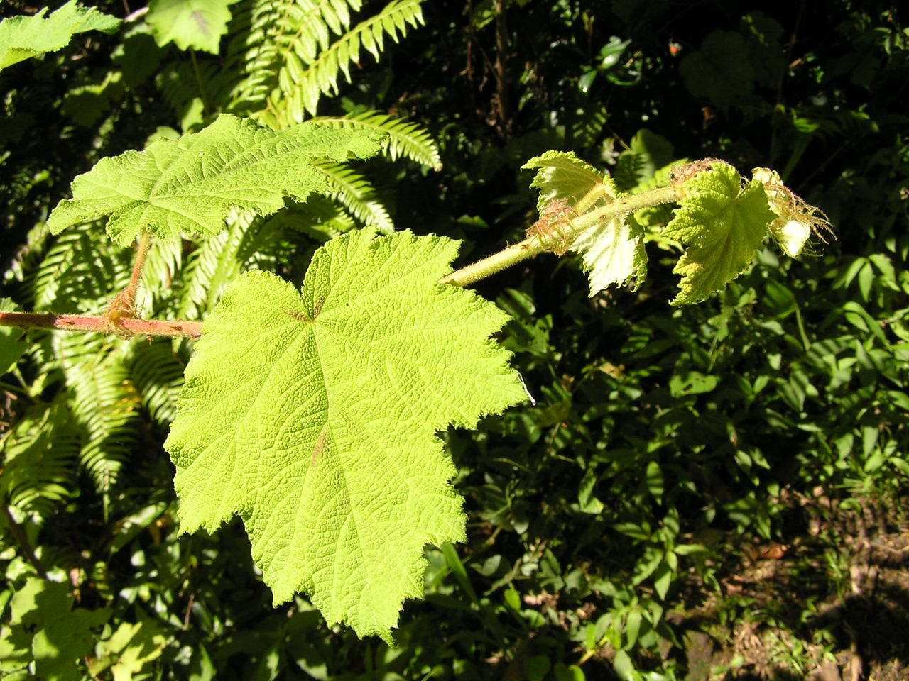 Rubus alceifolius
