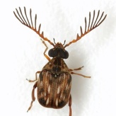 Megacerus
