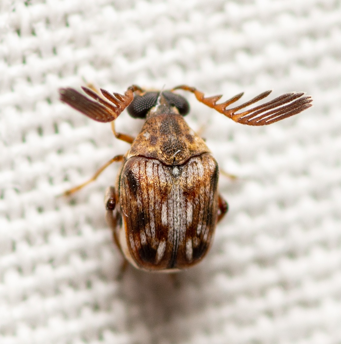 Megacerus