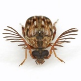 Megacerus