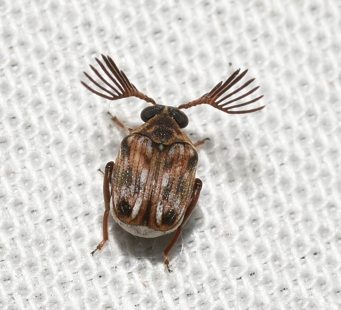 Megacerus