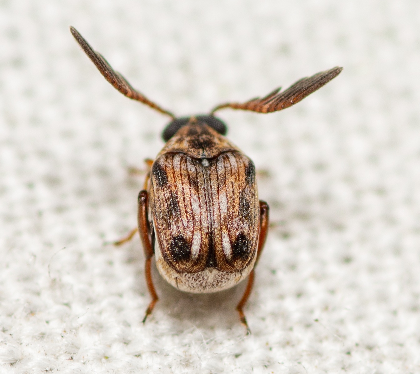 Megacerus