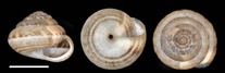 Xeroplexa olisippensis