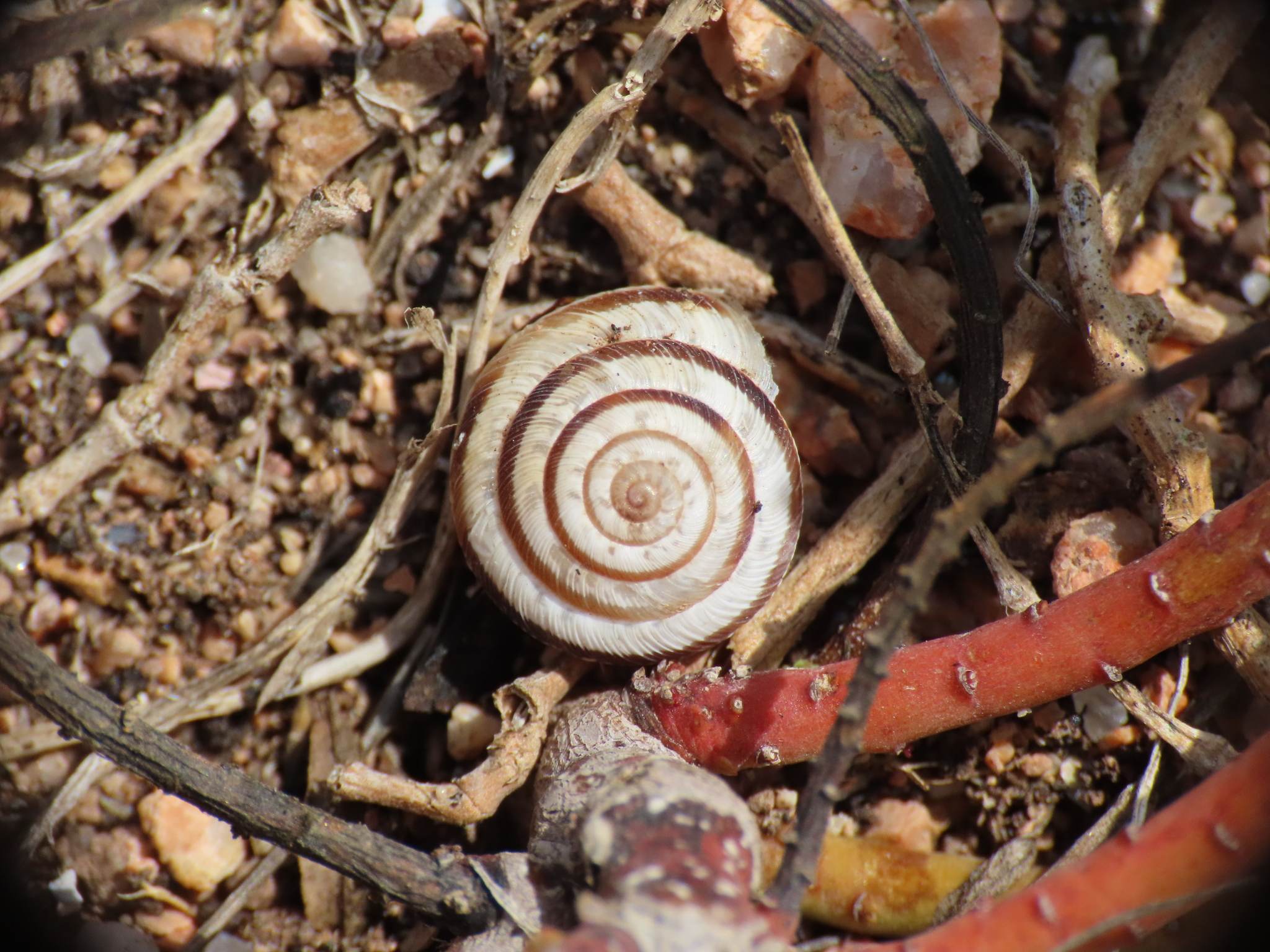 Xeroplexa olisippensis