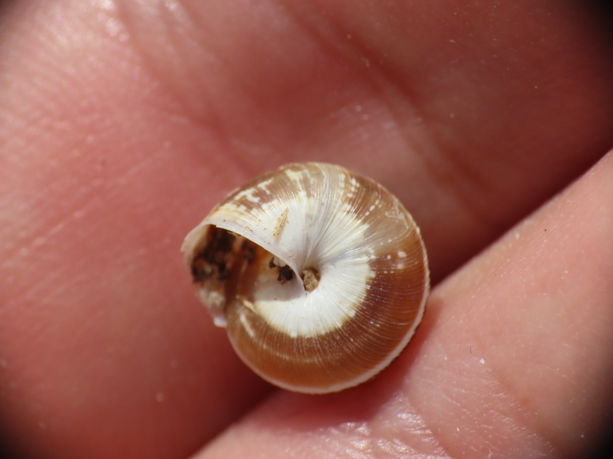 Xeroplexa olisippensis