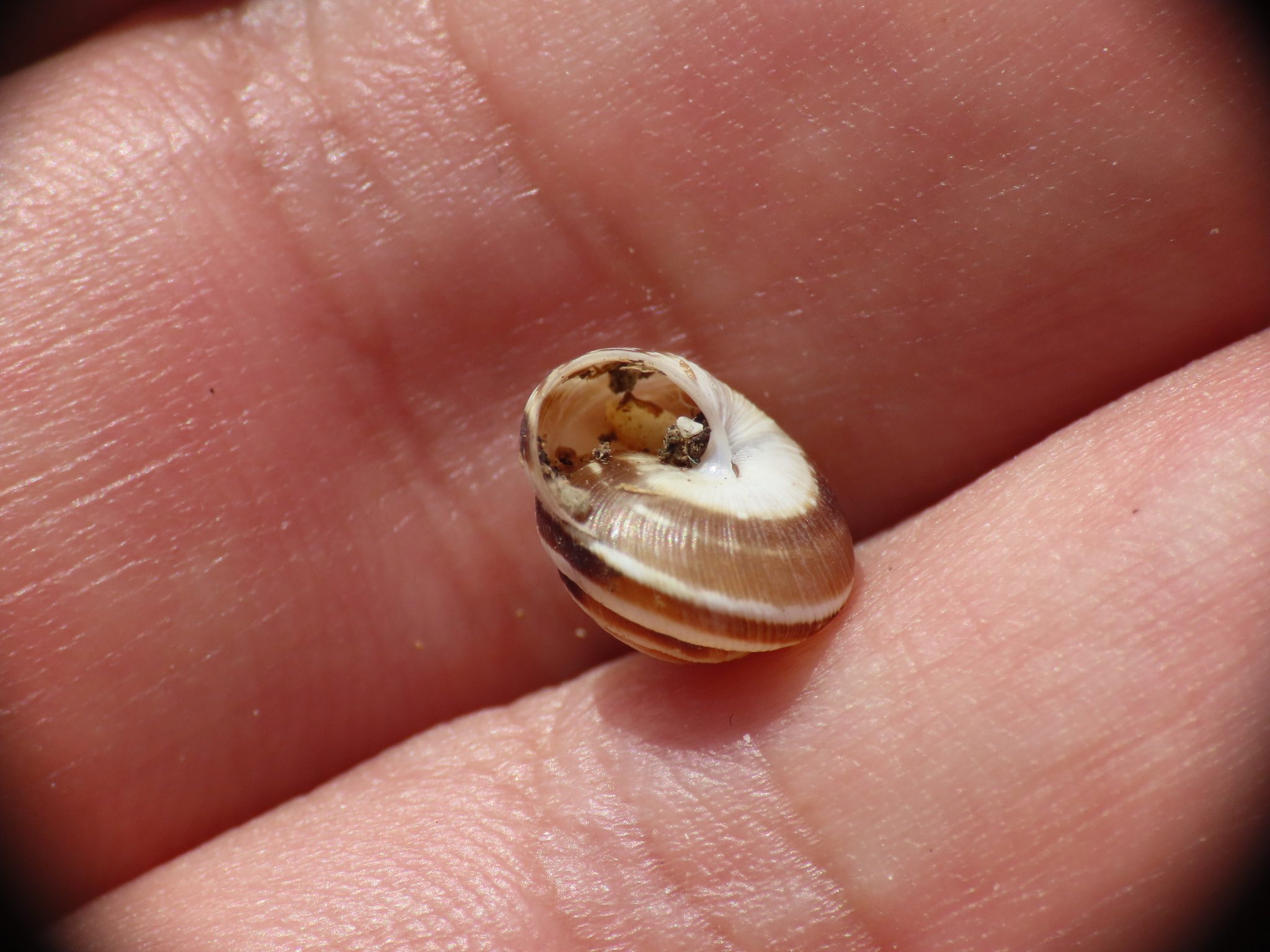 Xeroplexa olisippensis