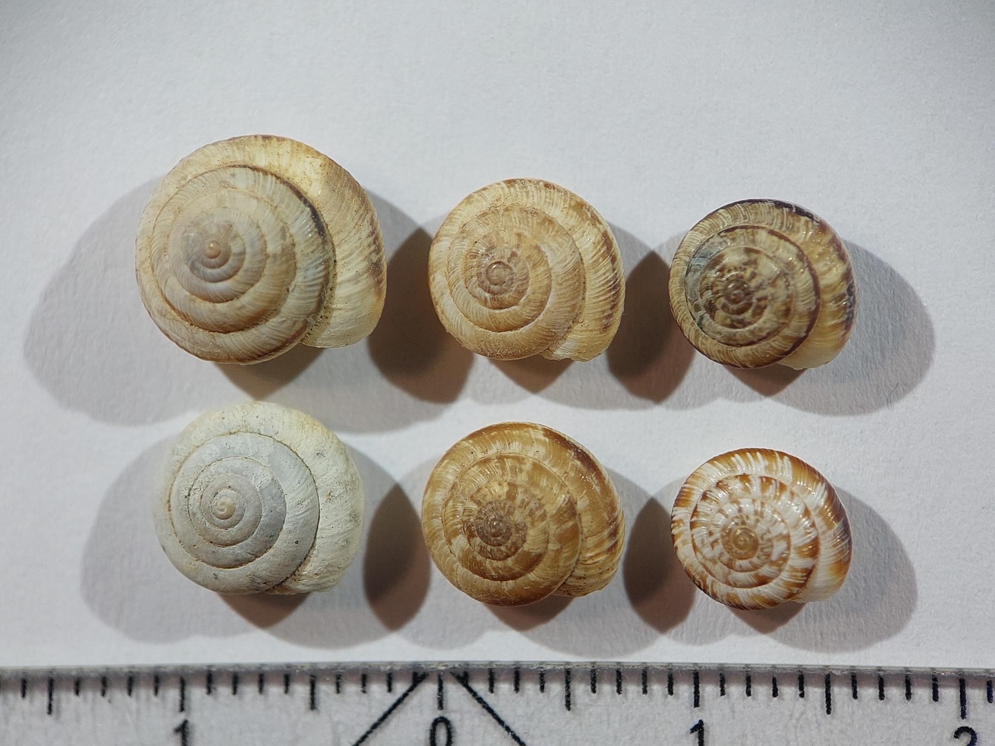 Xeroplexa olisippensis