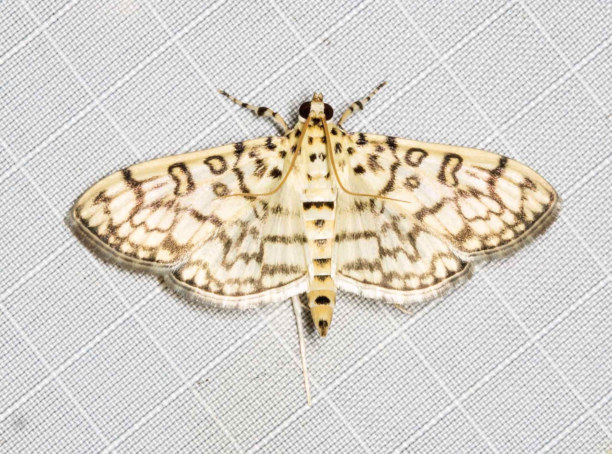 Haritalodes derogata