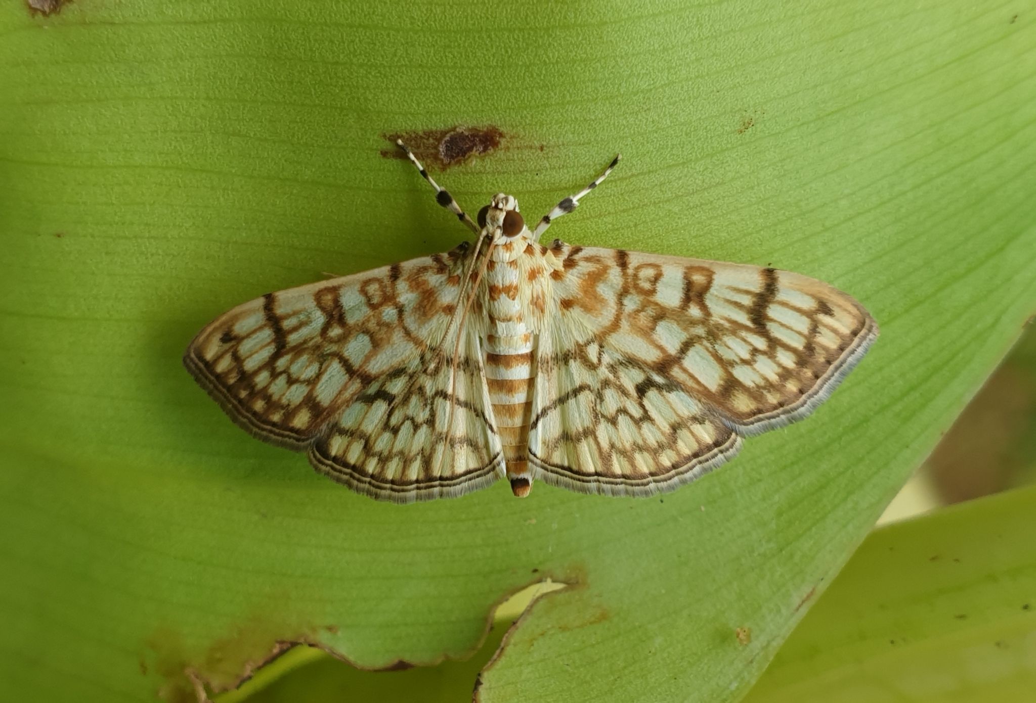 Haritalodes derogata