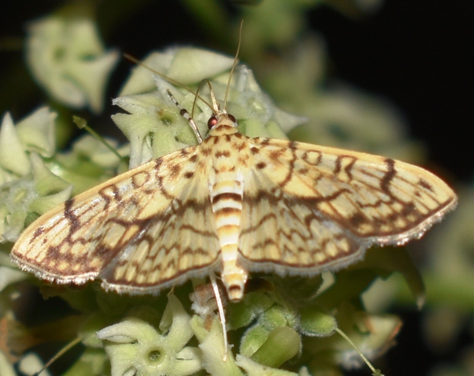 Haritalodes derogata