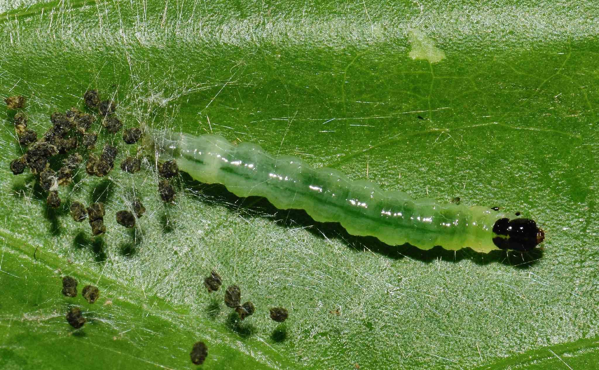 Haritalodes derogata