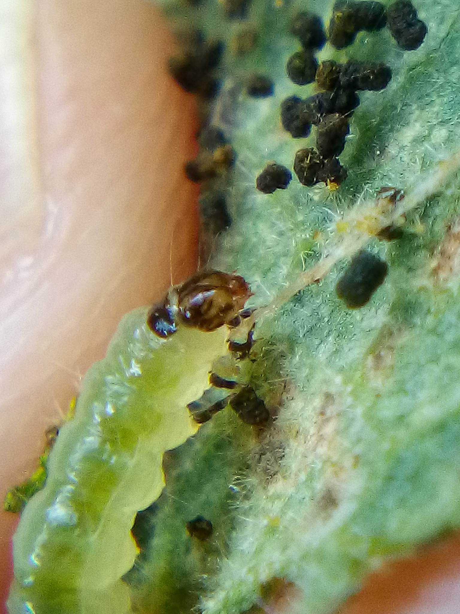 Haritalodes derogata