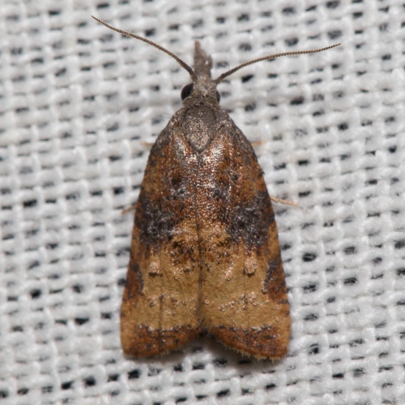Platynota stultana