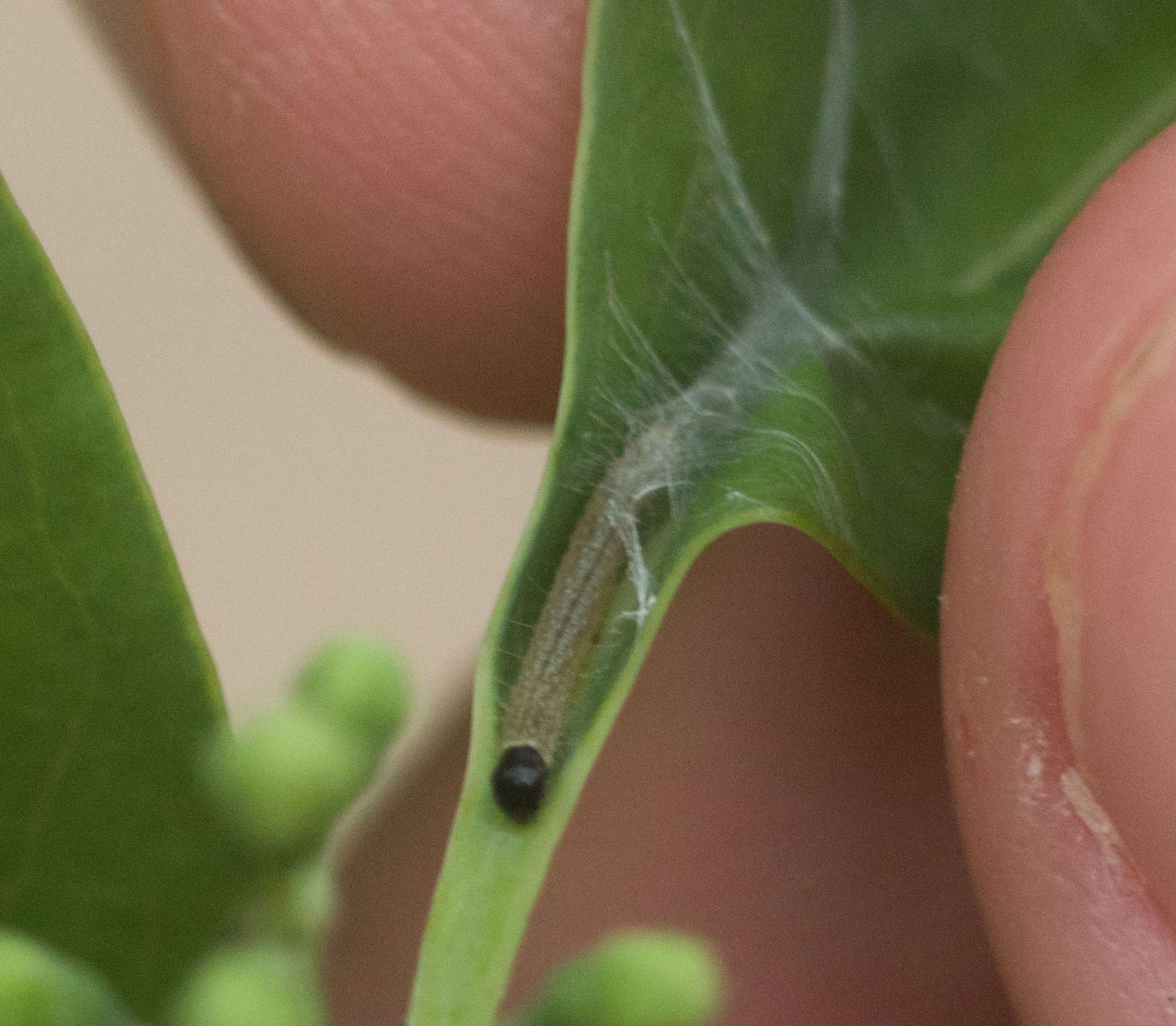 Platynota stultana