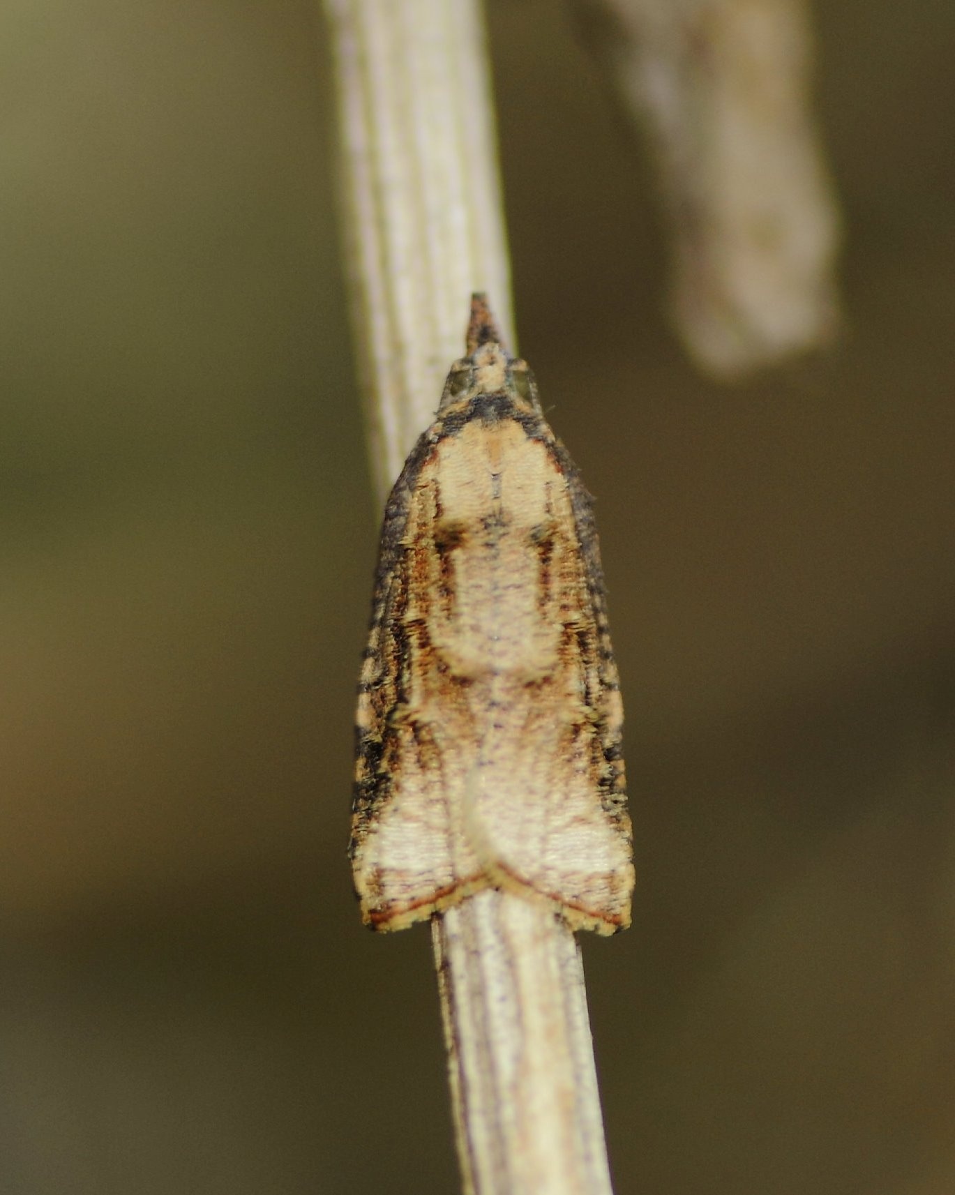 Platynota stultana