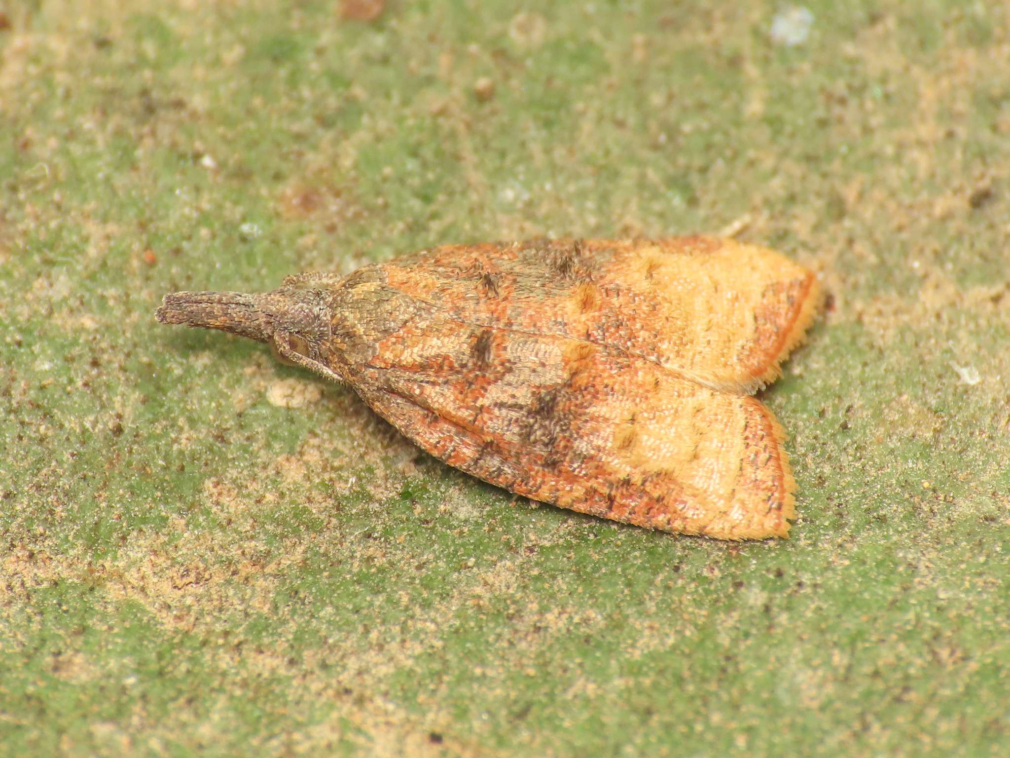Platynota stultana