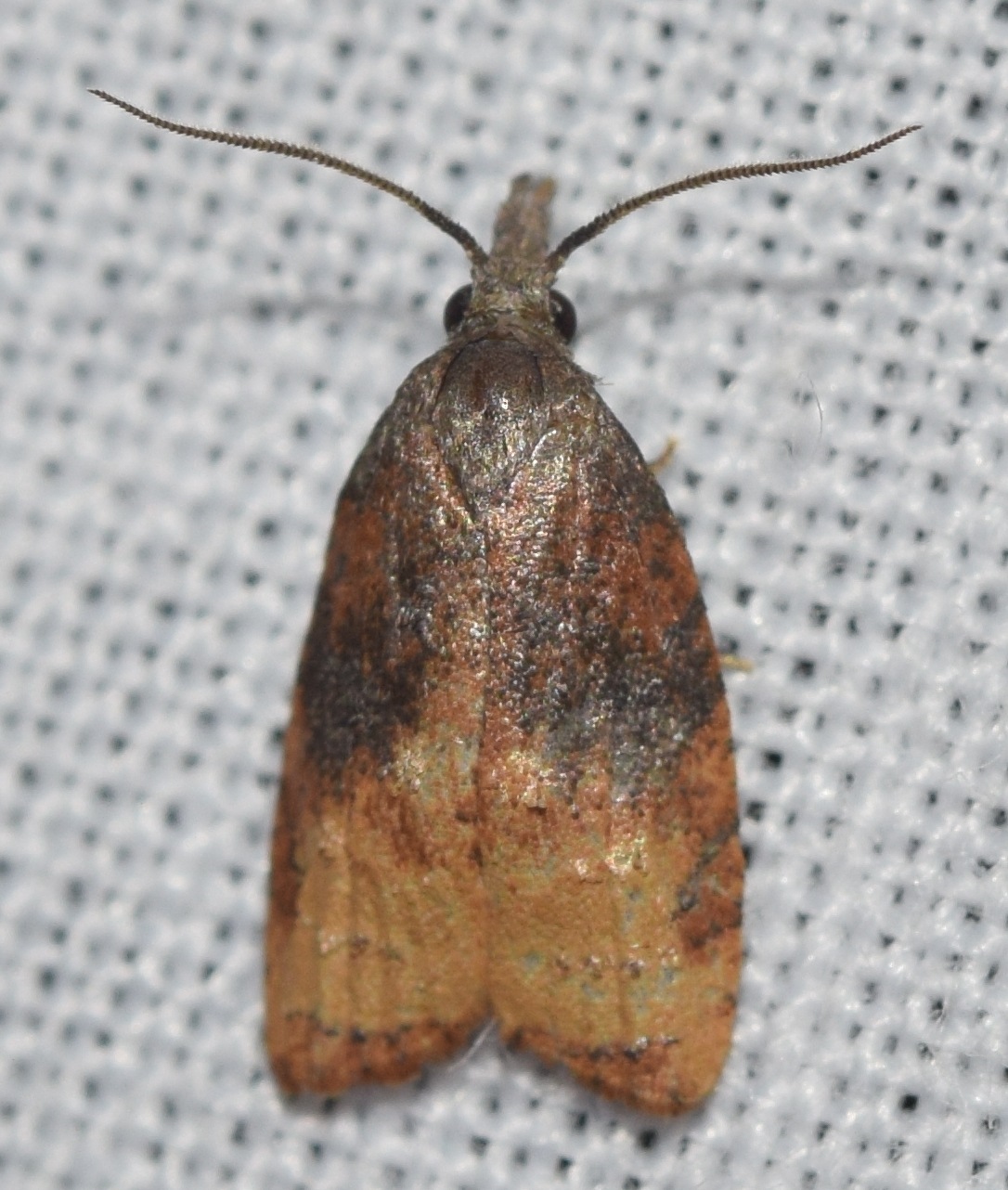 Platynota stultana