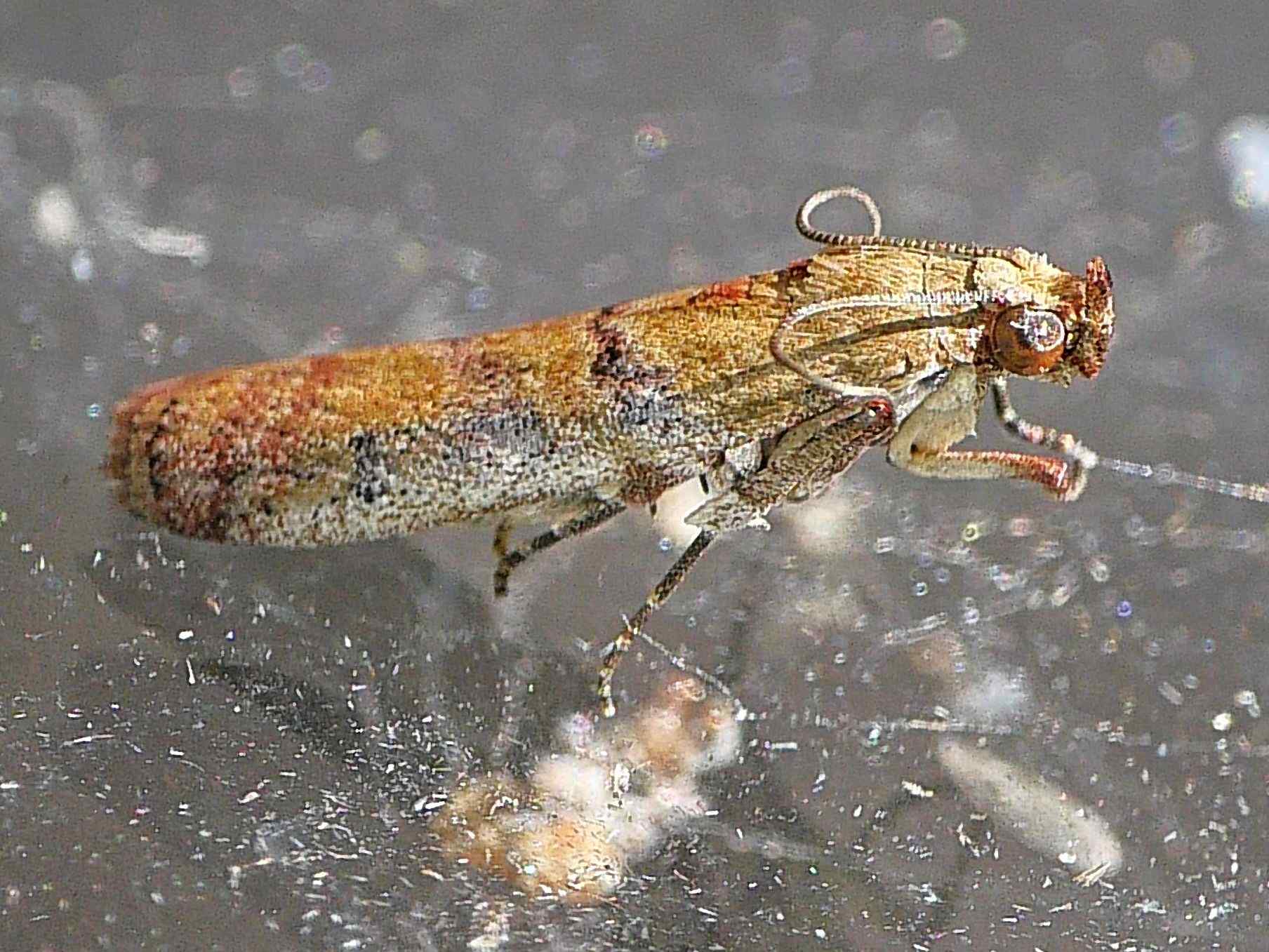 Atheloca