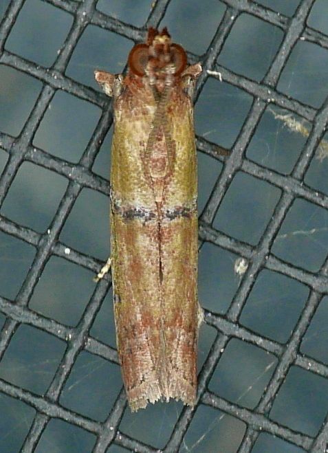 Atheloca