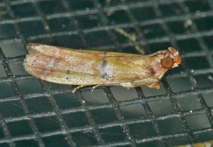 Atheloca
