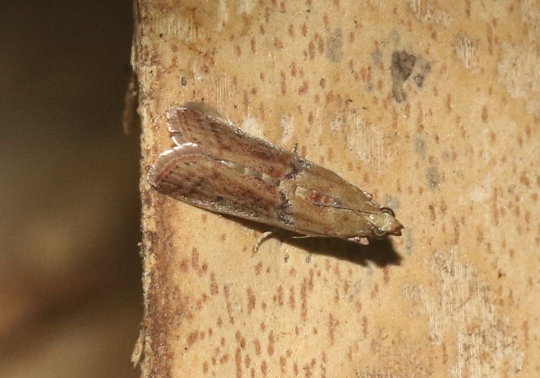 Atheloca