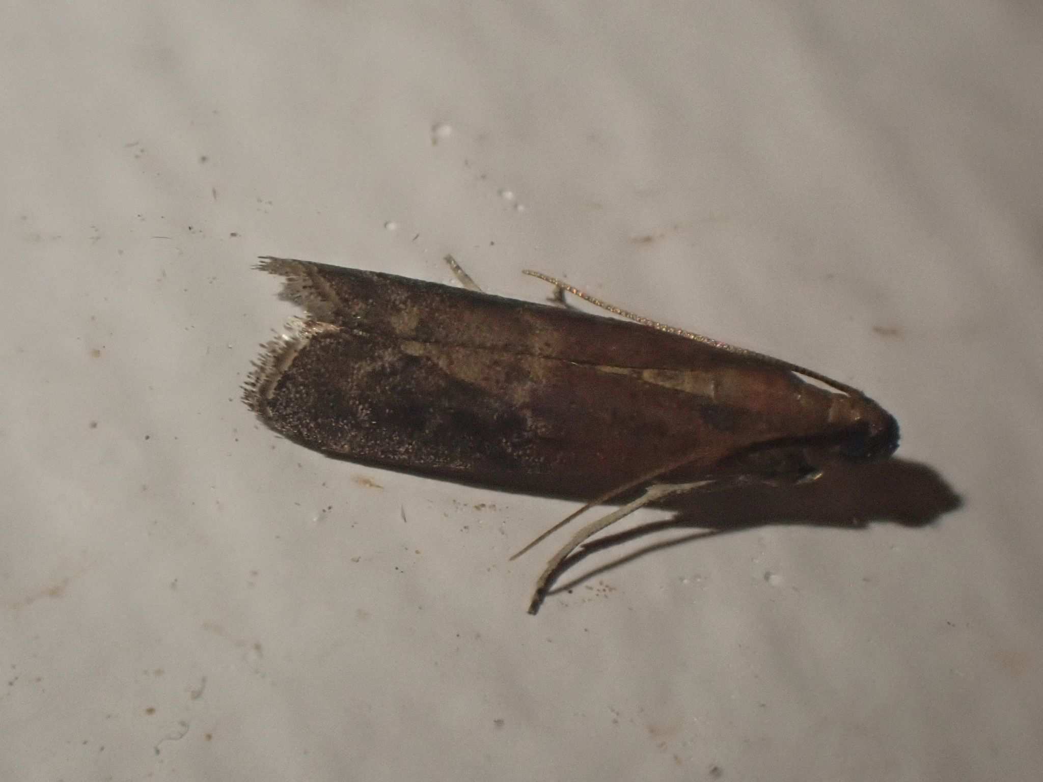 Euzopherodes vapidella