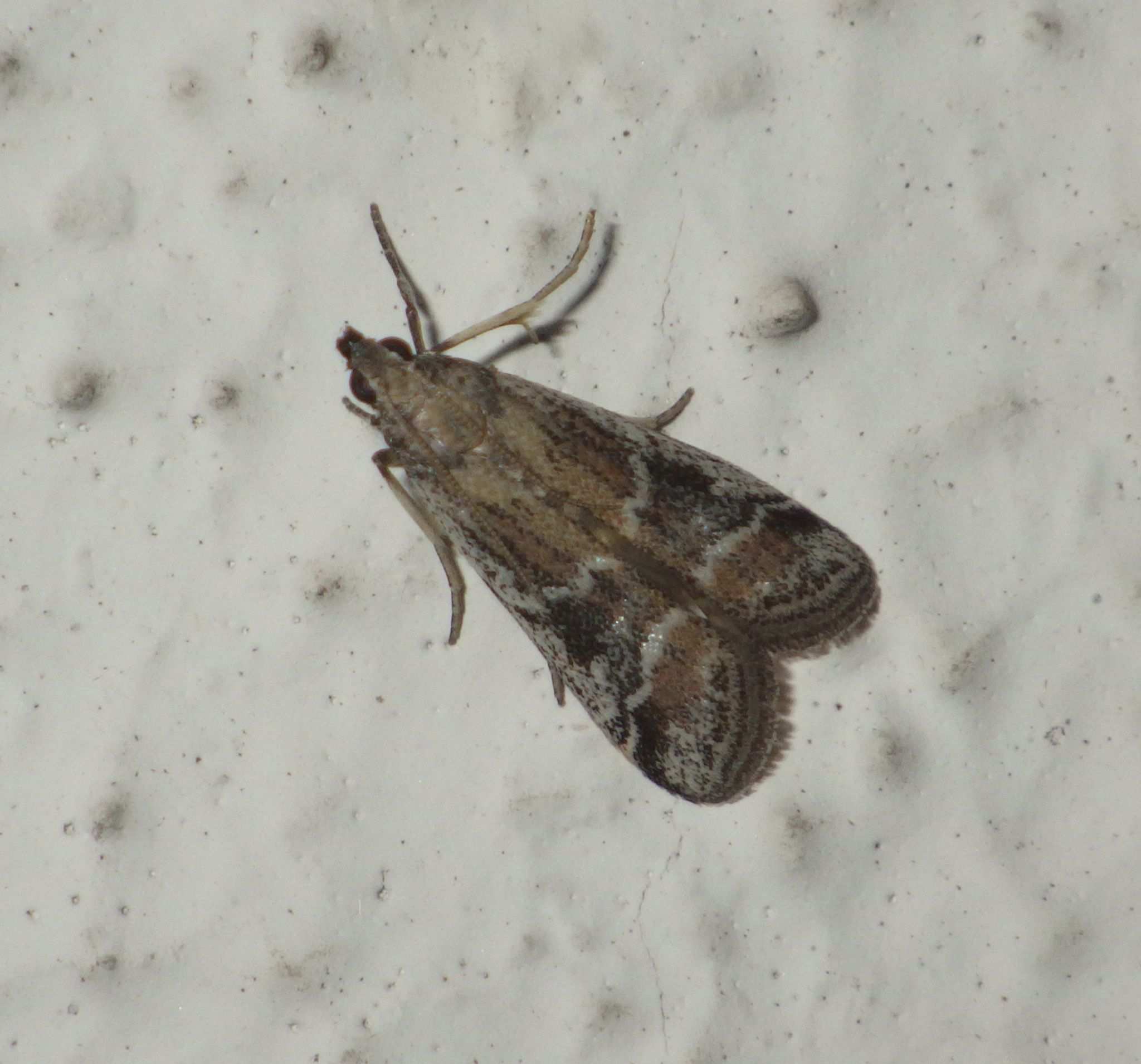 Euzopherodes vapidella