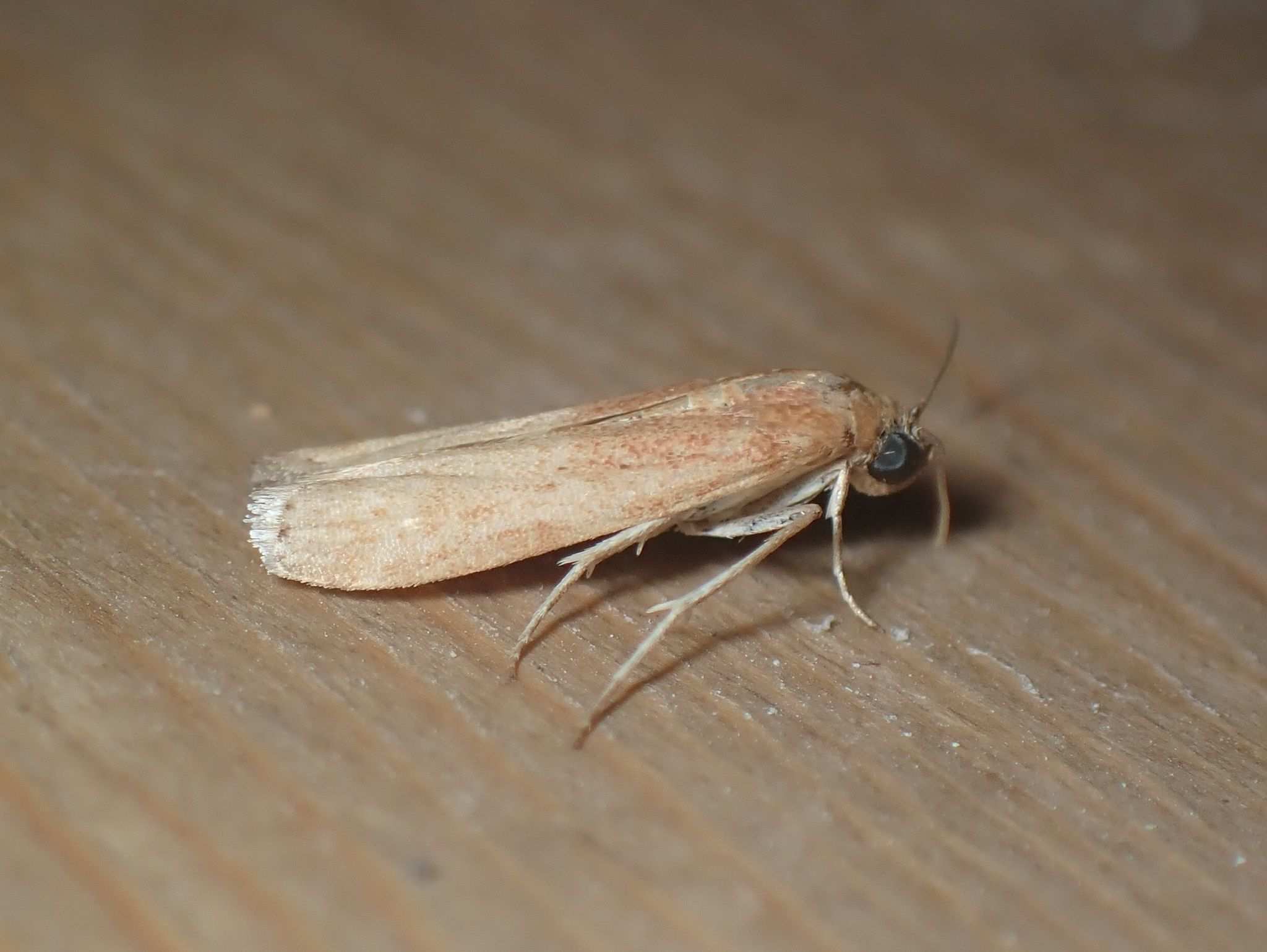 Euzopherodes vapidella