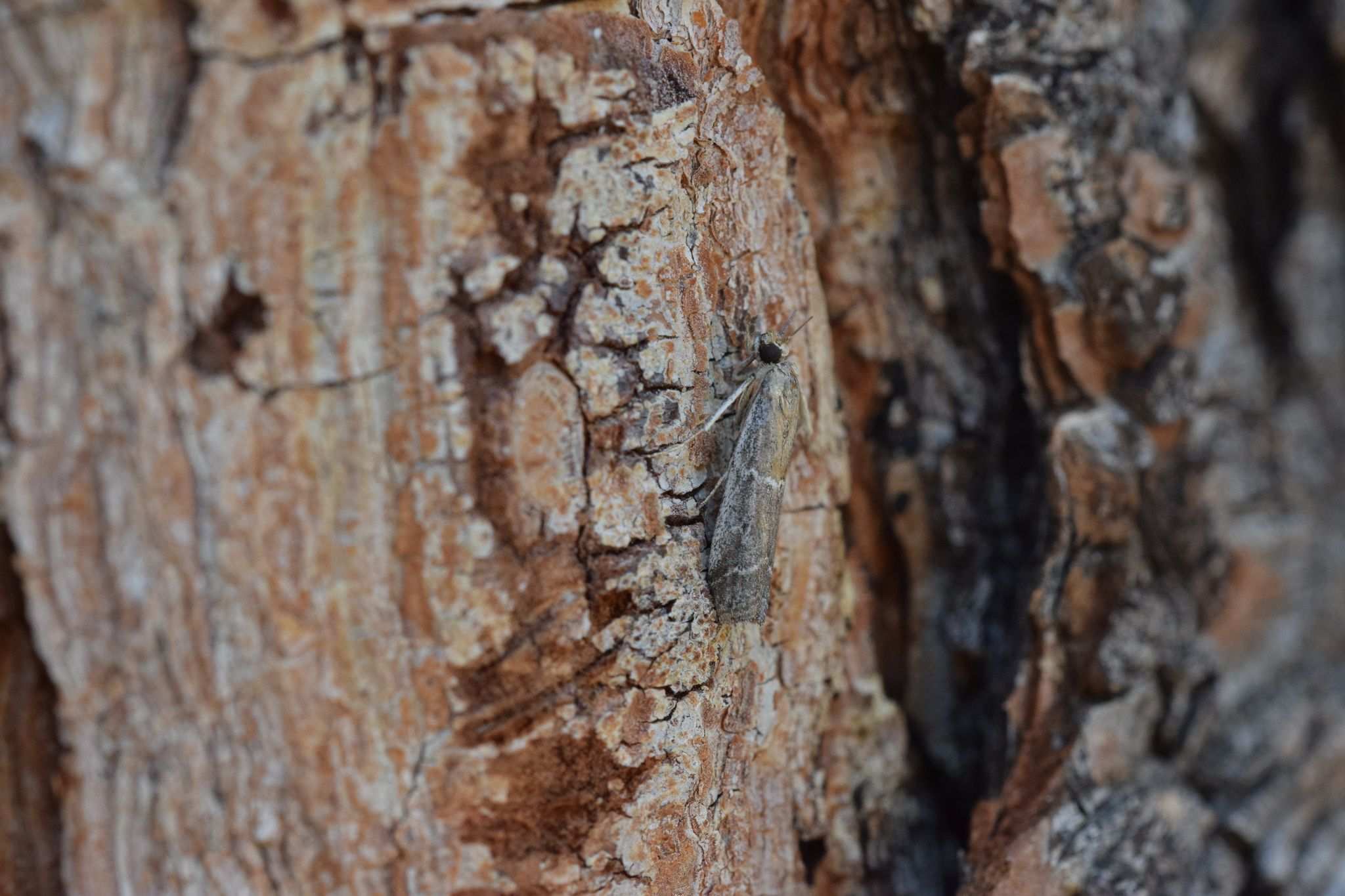 Euzopherodes vapidella