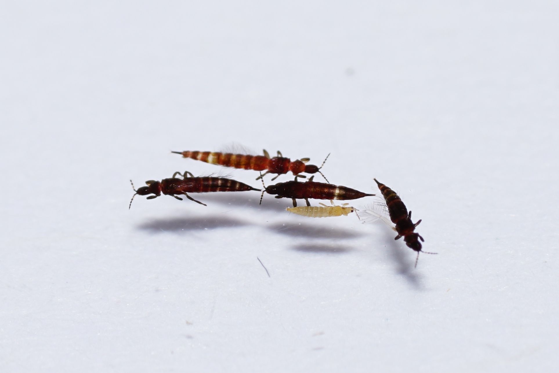 Thrips obscuratus
