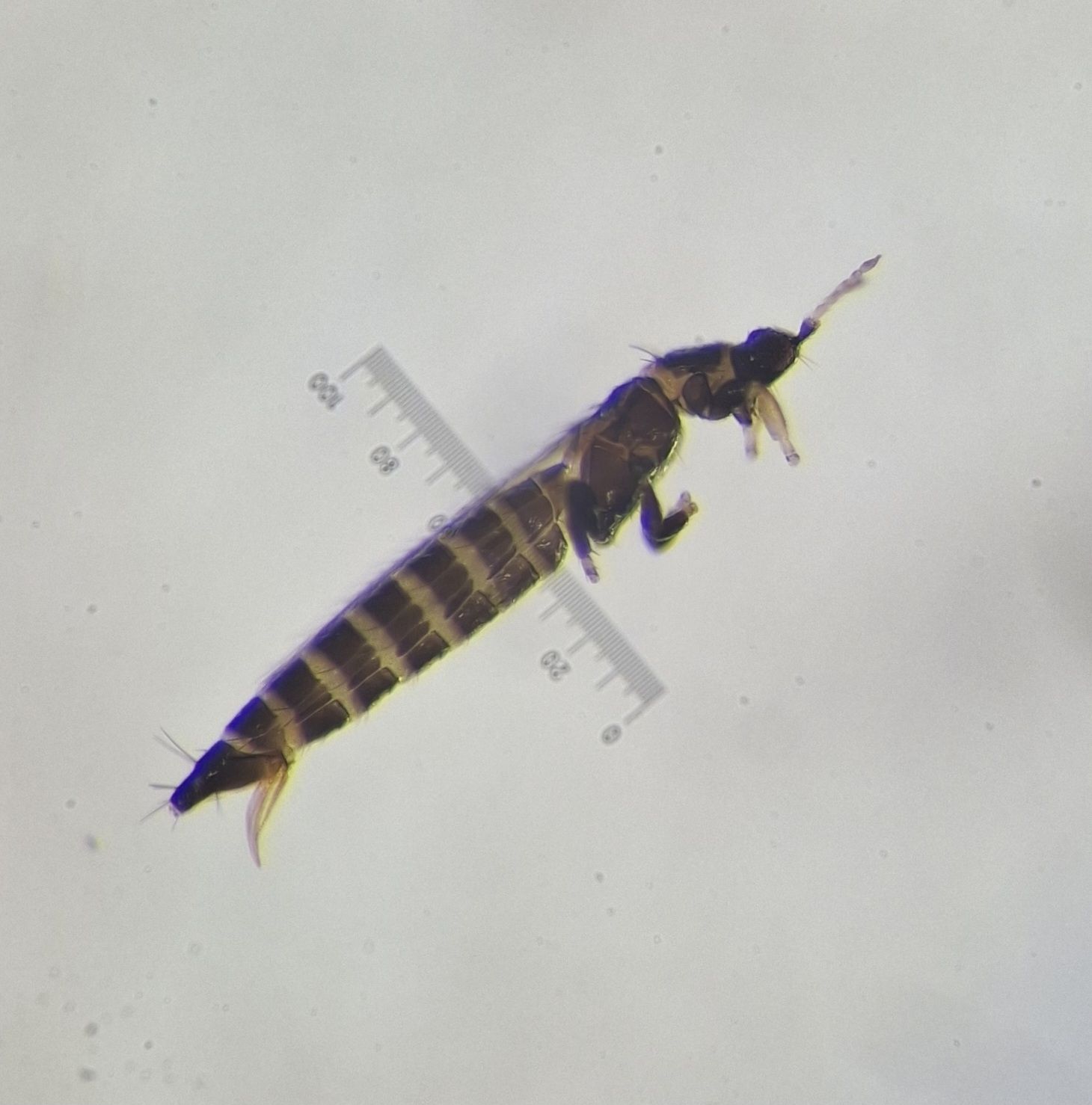 Thrips obscuratus