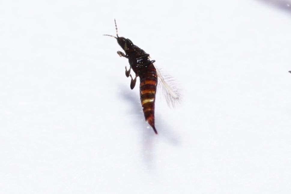 Thrips obscuratus