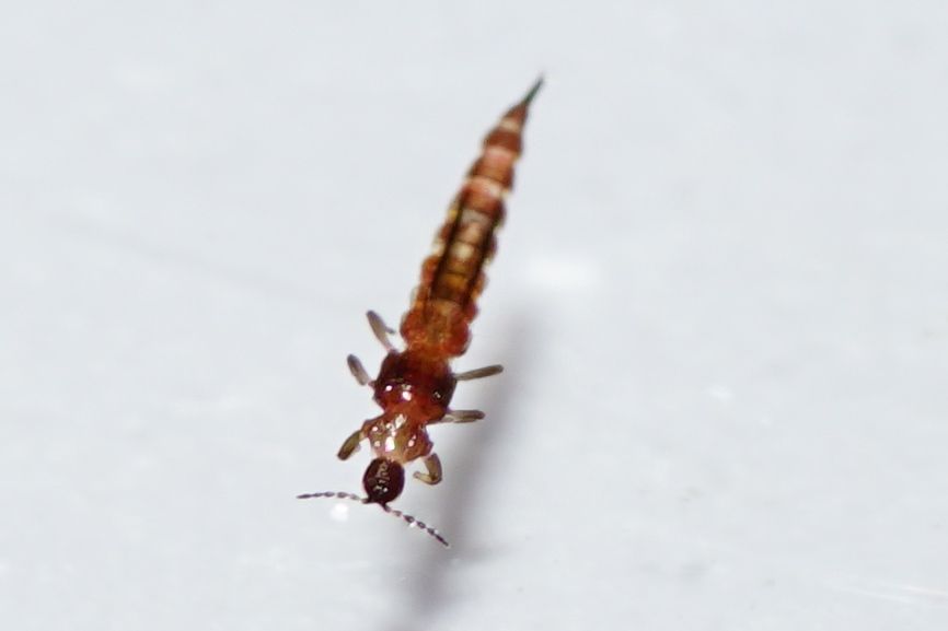 Thrips obscuratus