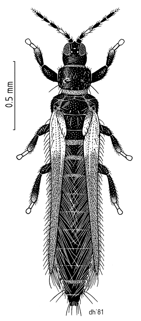 Thrips obscuratus