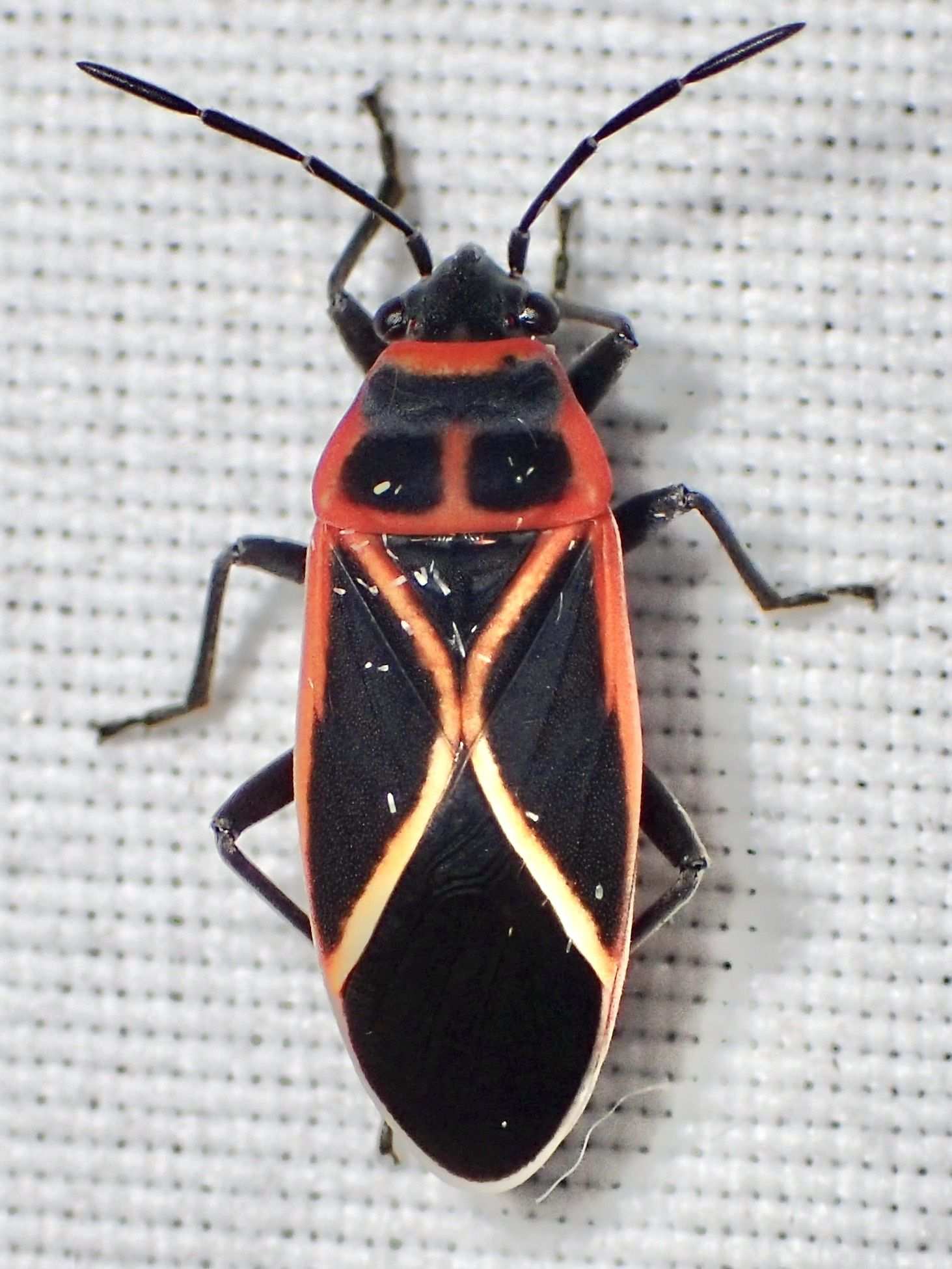 Ochrostomus