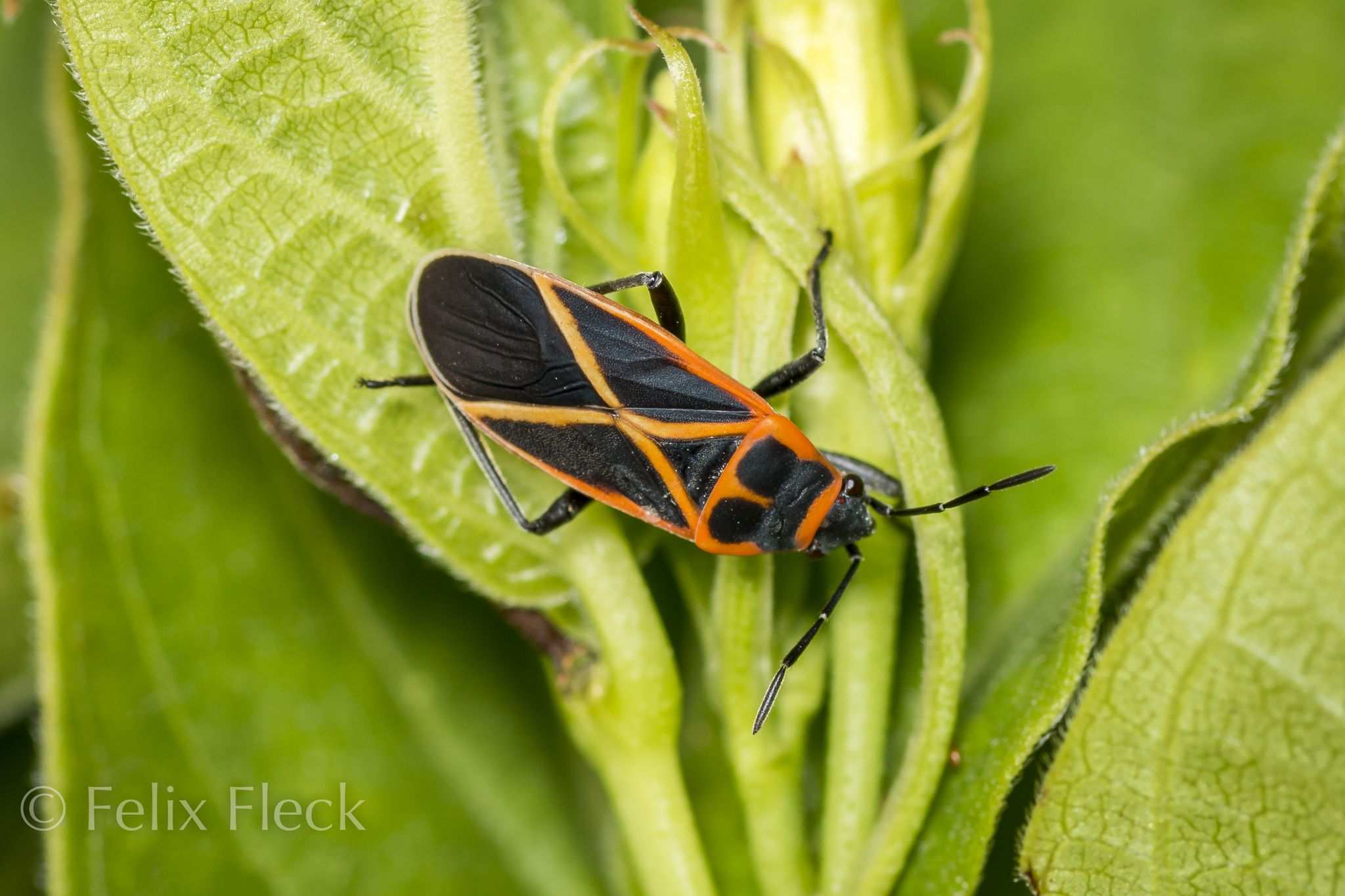 Ochrostomus