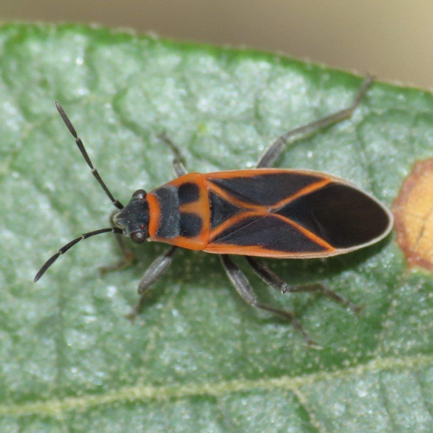 Ochrostomus