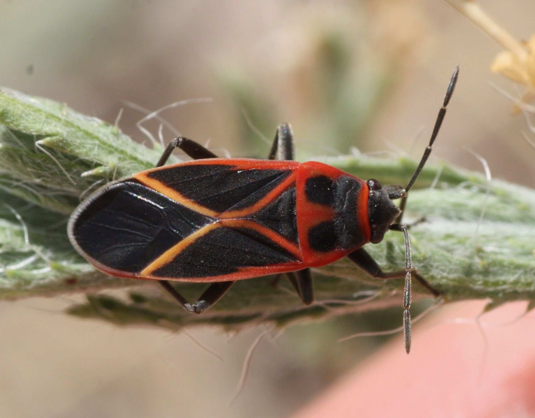 Ochrostomus