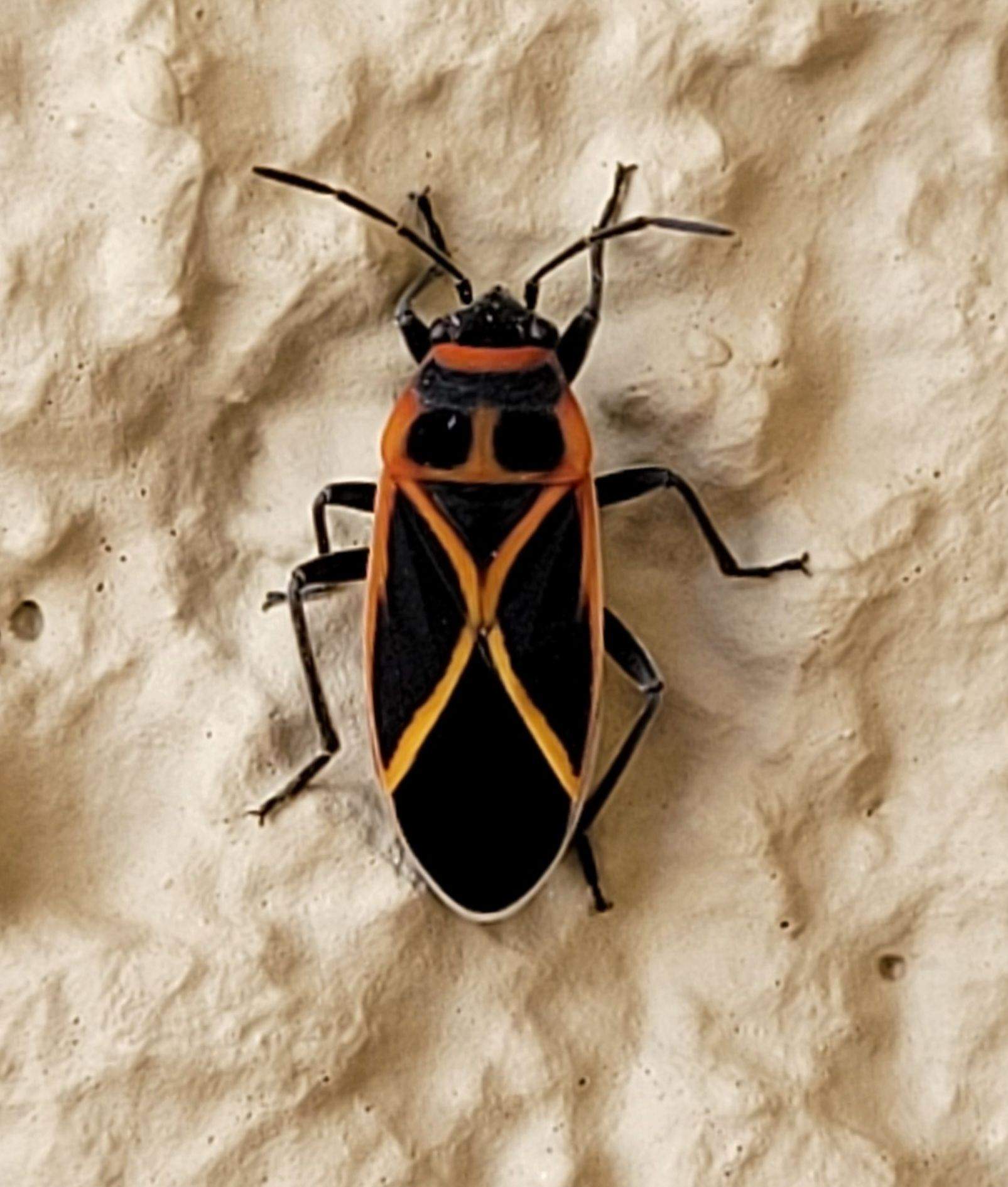 Ochrostomus