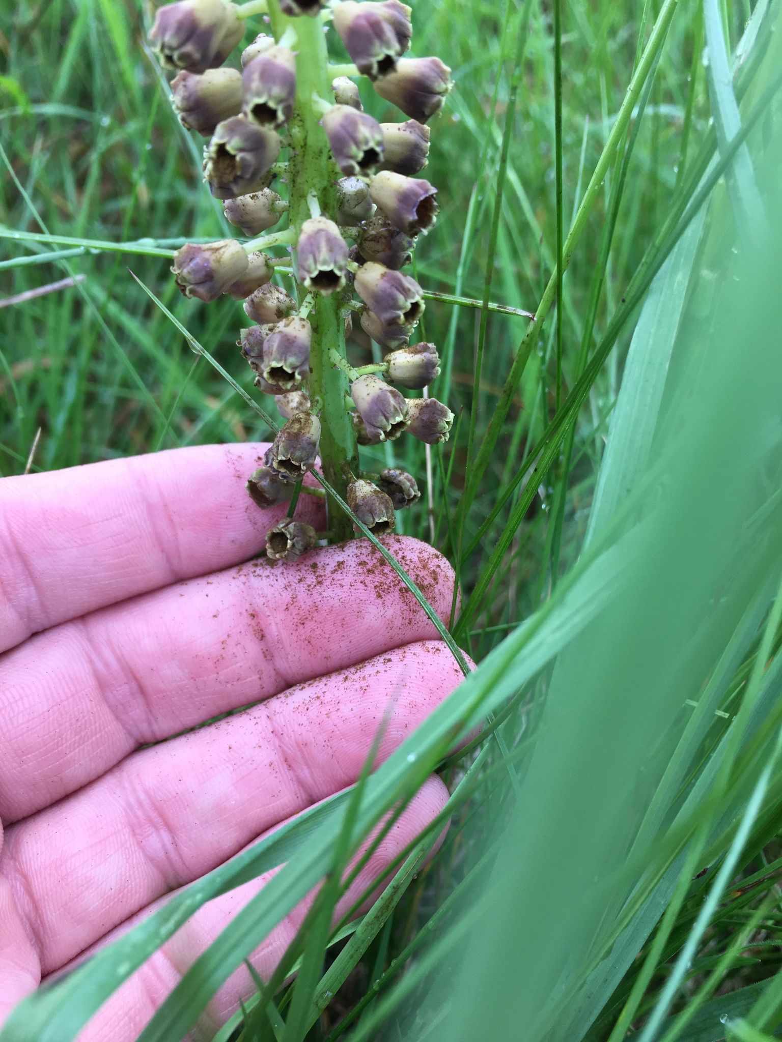 Antherospora vaillantii