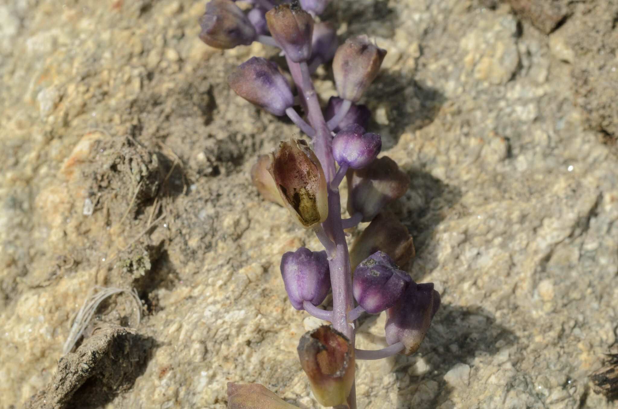 Antherospora vaillantii